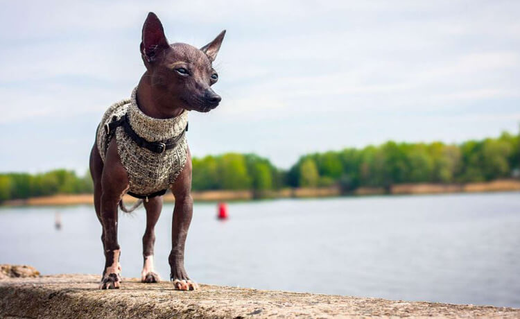 Xoloitzcuintli