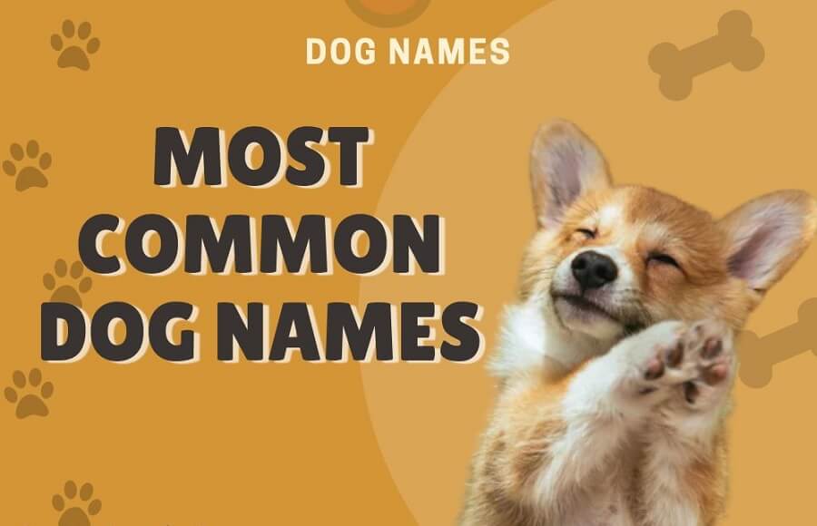 Romantic Dog Names: Over 100 Enchanting Names for Your Furry Valentine