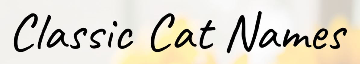 Trendy and Unique Cat Names for Every Breed Critter Nets 